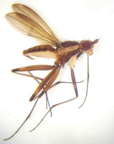 Chaetonerius sp.